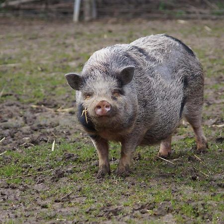 Logements Insolites A La Ferme - Yourte, Kota Ou Pod Farbus 外观 照片