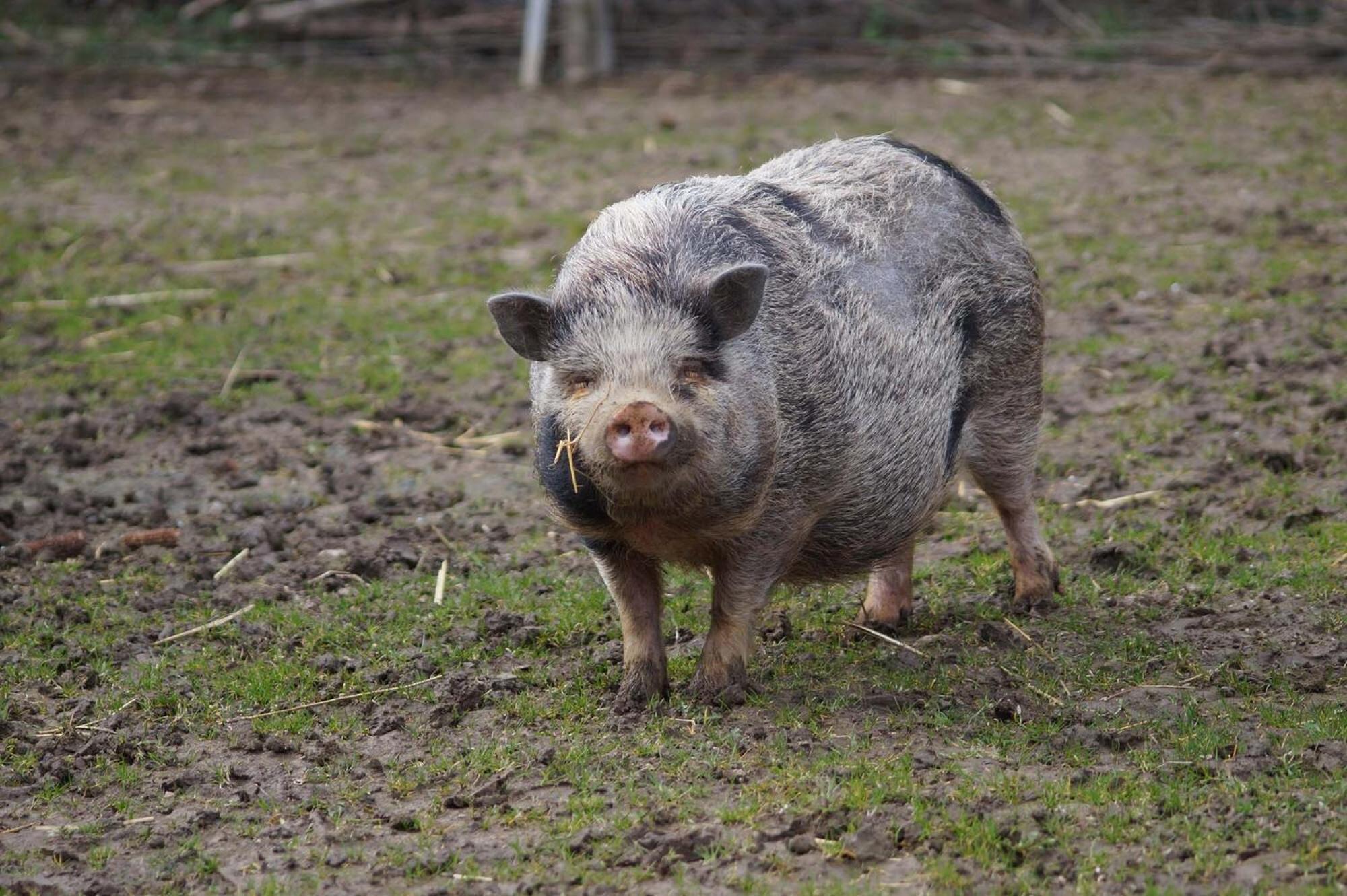 Logements Insolites A La Ferme - Yourte, Kota Ou Pod Farbus 外观 照片